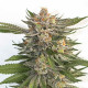 Семена конопли Pink Runtz fem. Royal Queen Seeds Семена конопли Pink Runtz fem. Royal Queen Seeds