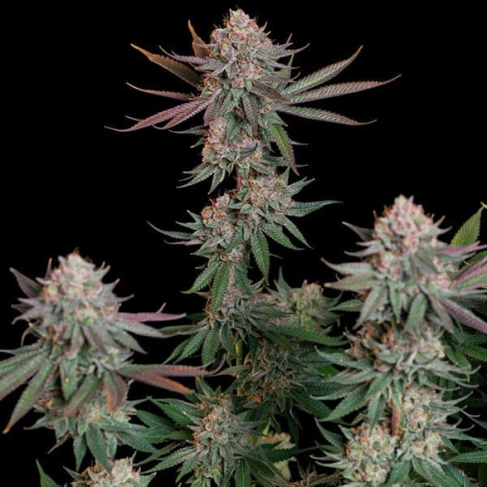 Семена конопли Pink Runtz fem. Royal Queen Seeds Семена конопли Pink Runtz fem. Royal Queen Seeds