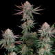 Семена конопли Pink Runtz fem. Royal Queen Seeds Семена конопли Pink Runtz fem. Royal Queen Seeds