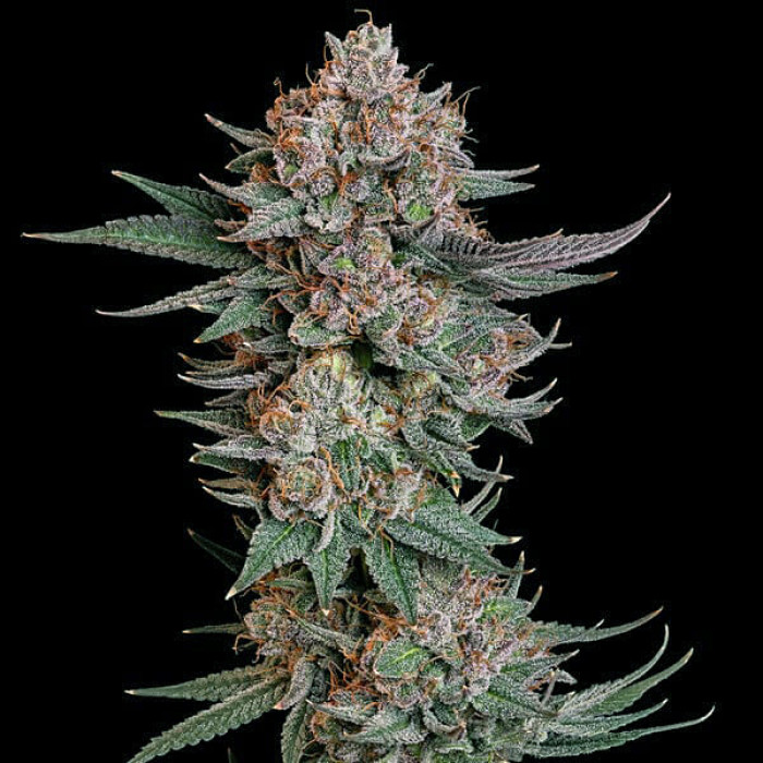 Семена конопли Pink Runtz fem. Royal Queen Seeds Семена конопли Pink Runtz fem. Royal Queen Seeds