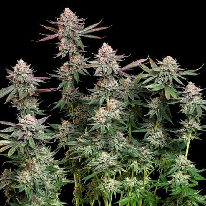 Семена конопли Pink Runtz fem. Royal Queen Seeds Семена конопли Pink Runtz fem. Royal Queen Seeds
