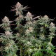 Семена конопли Pink Runtz fem. Royal Queen Seeds Семена конопли Pink Runtz fem. Royal Queen Seeds