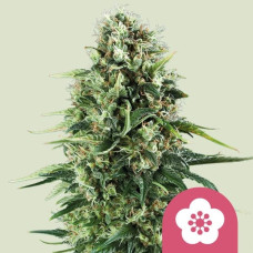 Power Flower feminised (Royal Queen Seeds)