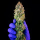 Семена конопли Power Flower fem. Royal Queen Seeds
