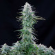 Семена конопли Power Flower fem. Royal Queen Seeds
