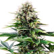 Семена конопли Power Flower fem. Royal Queen Seeds