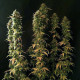 Семена конопли Power Flower fem. Royal Queen Seeds