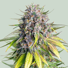 Punch Pie feminised (Royal Queen Seeds)