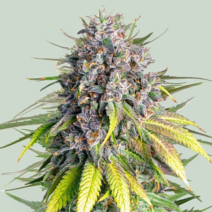 Семена конопли Punch Pie fem. Royal Queen Seeds Семена конопли Punch Pie fem. Royal Queen Seeds