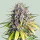 Семена конопли Punch Pie fem. Royal Queen Seeds Семена конопли Punch Pie fem. Royal Queen Seeds