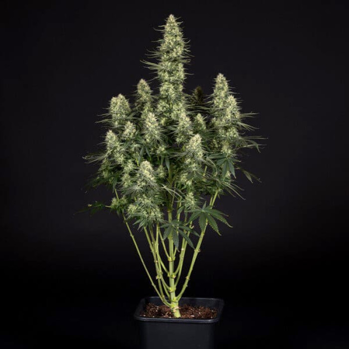 Семена конопли Punch Pie fem. Royal Queen Seeds Семена конопли Punch Pie fem. Royal Queen Seeds
