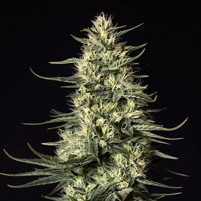Семена конопли Punch Pie fem. Royal Queen Seeds Семена конопли Punch Pie fem. Royal Queen Seeds
