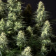 Семена конопли Punch Pie fem. Royal Queen Seeds Семена конопли Punch Pie fem. Royal Queen Seeds