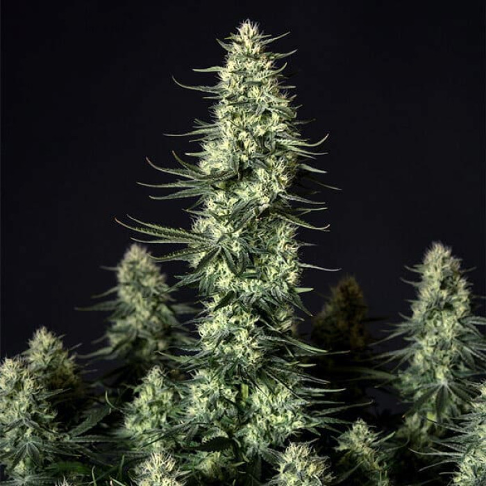 Семена конопли Punch Pie fem. Royal Queen Seeds Семена конопли Punch Pie fem. Royal Queen Seeds