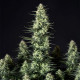 Семена конопли Punch Pie fem. Royal Queen Seeds Семена конопли Punch Pie fem. Royal Queen Seeds