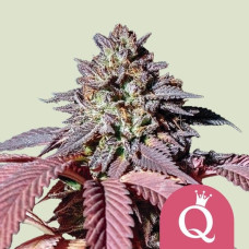 Purple Queen feminised (Royal Queen Seeds)