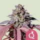 Семена конопли Purple Queen fem. Royal Queen Seeds