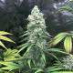 Семена конопли Purple Queen fem. Royal Queen Seeds
