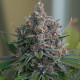 Семена конопли Purple Queen fem. Royal Queen Seeds