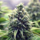 Семена конопли Purple Queen fem. Royal Queen Seeds