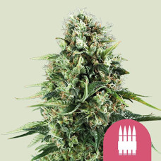 Royal AK feminised (Royal Queen Seeds)
