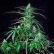 Семена конопли Royal AK fem. Royal Queen Seeds