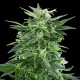 Семена конопли Royal AK fem. Royal Queen Seeds
