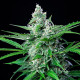 Семена конопли Royal AK fem. Royal Queen Seeds