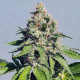 Семена конопли Royal AK fem. Royal Queen Seeds