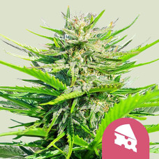 Royal Cheese feminised (Royal Queen Seeds)