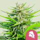 Семена конопли Royal Cheese fem. Royal Queen Seeds