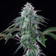 Семена конопли Royal Cheese fem. Royal Queen Seeds