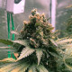 Семена конопли Royal Cheese fem. Royal Queen Seeds
