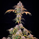 Семена конопли Royal Cheese fem. Royal Queen Seeds