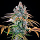 Семена конопли Royal Cheese fem. Royal Queen Seeds
