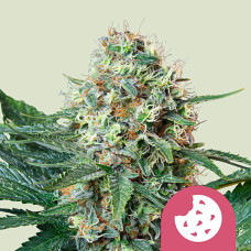 Royal Cookies feminised (Royal Queen Seeds)
