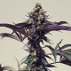 Семена конопли Royal Cookies fem. Royal Queen Seeds
