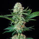 Семена конопли Royal Cookies fem. Royal Queen Seeds