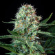 Семена конопли Royal Cookies fem. Royal Queen Seeds