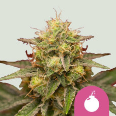 Royal Domina feminised (Royal Queen Seeds)