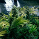 Семена конопли Royal Domina fem. Royal Queen Seeds