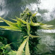 Семена конопли Royal Domina fem. Royal Queen Seeds