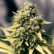 Семена конопли Royal Domina fem. Royal Queen Seeds