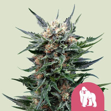 Royal Gorilla feminised (Royal Queen Seeds)