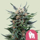 Насіння коноплі Royal Gorilla fem. Royal Queen Seeds