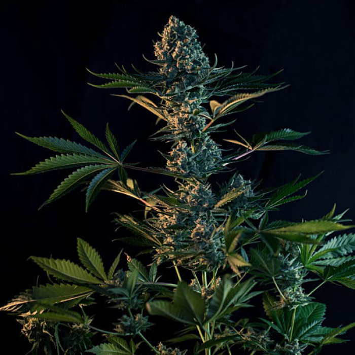 Насіння коноплі Royal Gorilla fem. Royal Queen Seeds