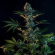 Насіння коноплі Royal Gorilla fem. Royal Queen Seeds