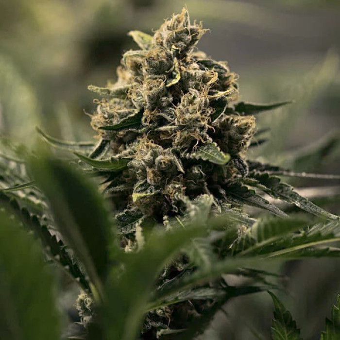 Насіння коноплі Royal Gorilla fem. Royal Queen Seeds