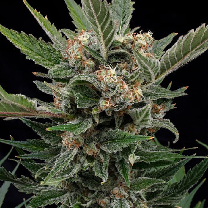 Насіння коноплі Royal Gorilla fem. Royal Queen Seeds