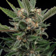 Насіння коноплі Royal Gorilla fem. Royal Queen Seeds
